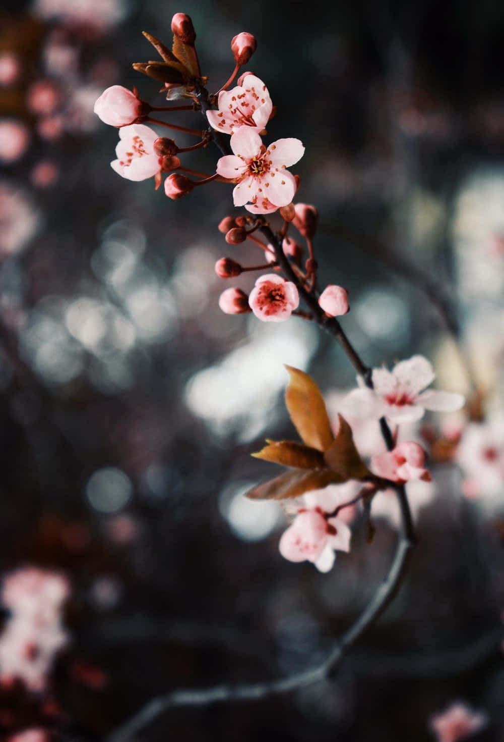 A Close Up Of A Branch With Pink Flowers Background