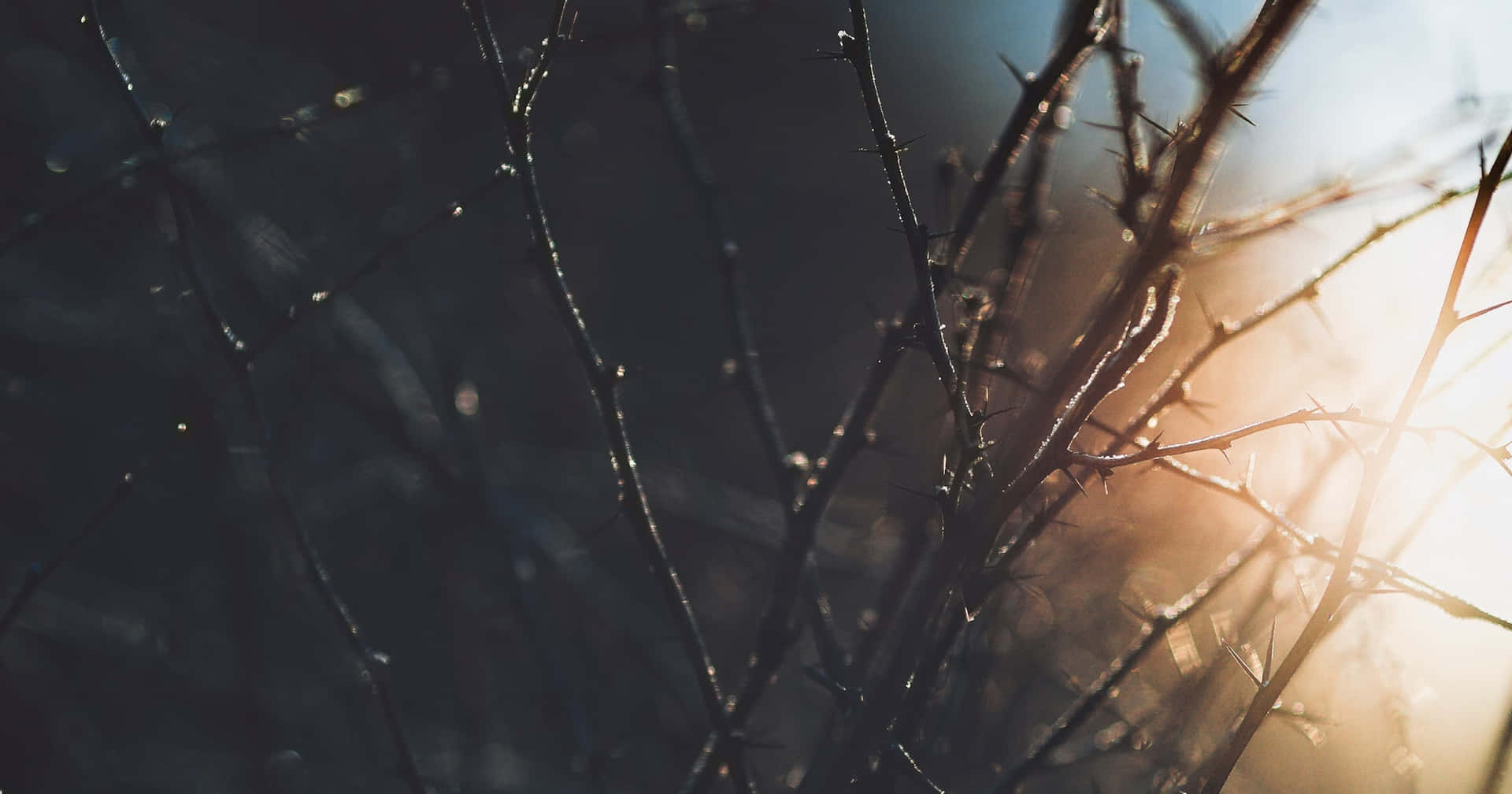 A Close Up Of A Branch With The Sun Shining Through It Background