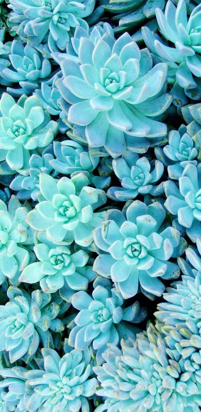 A Close Up Of A Bunch Of Blue Succulents Background