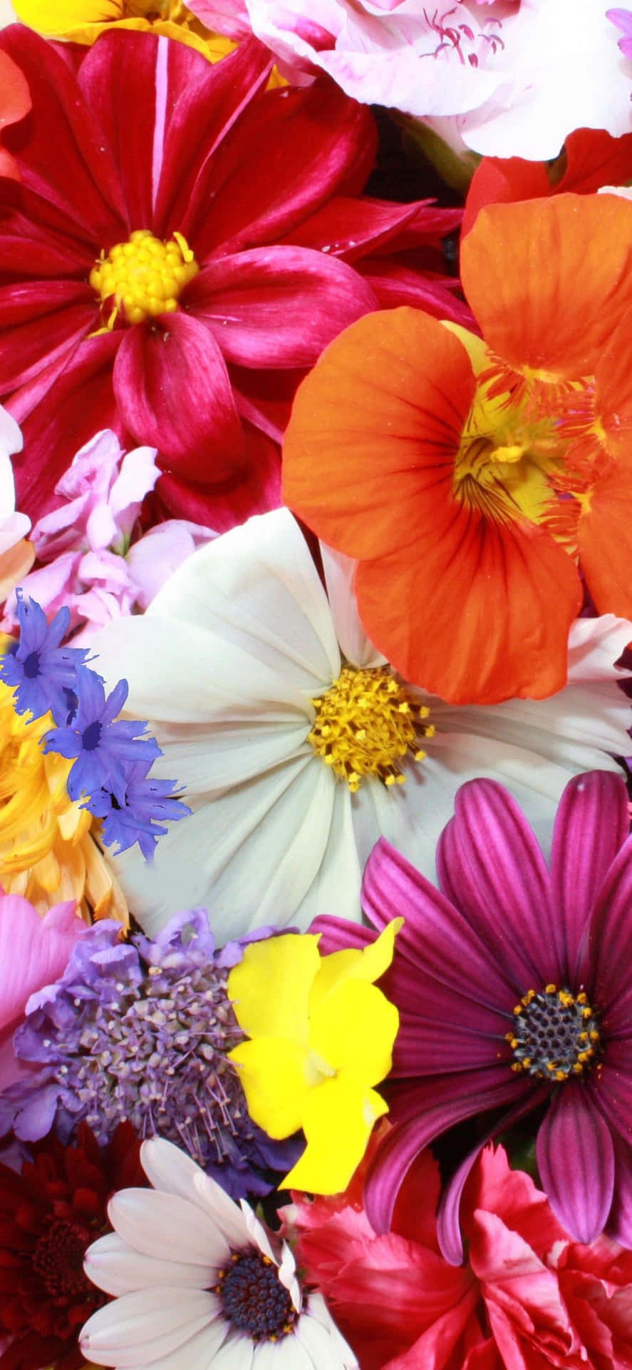 A Close Up Of A Bunch Of Flowers Background