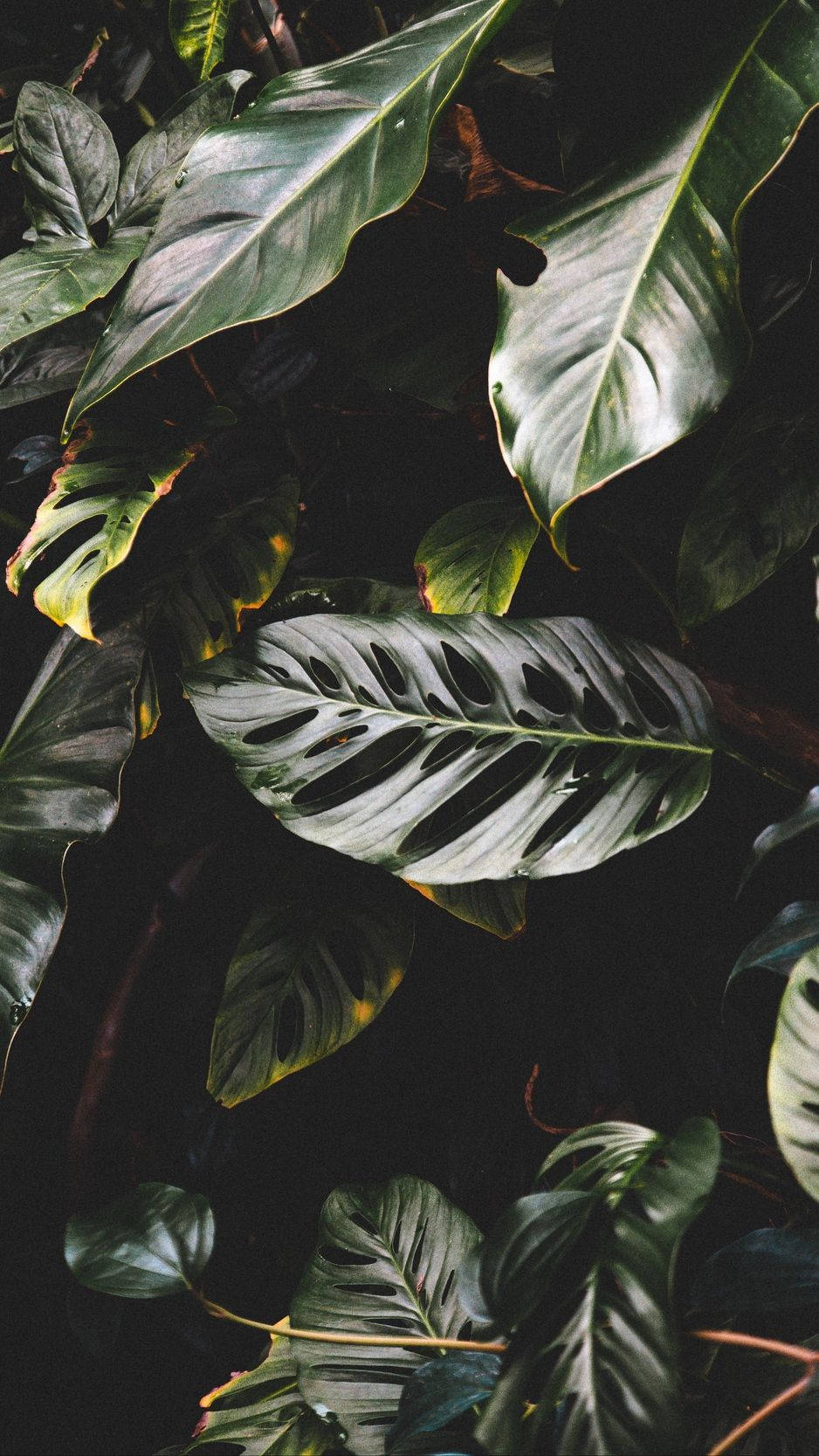 A Close Up Of A Bunch Of Leaves