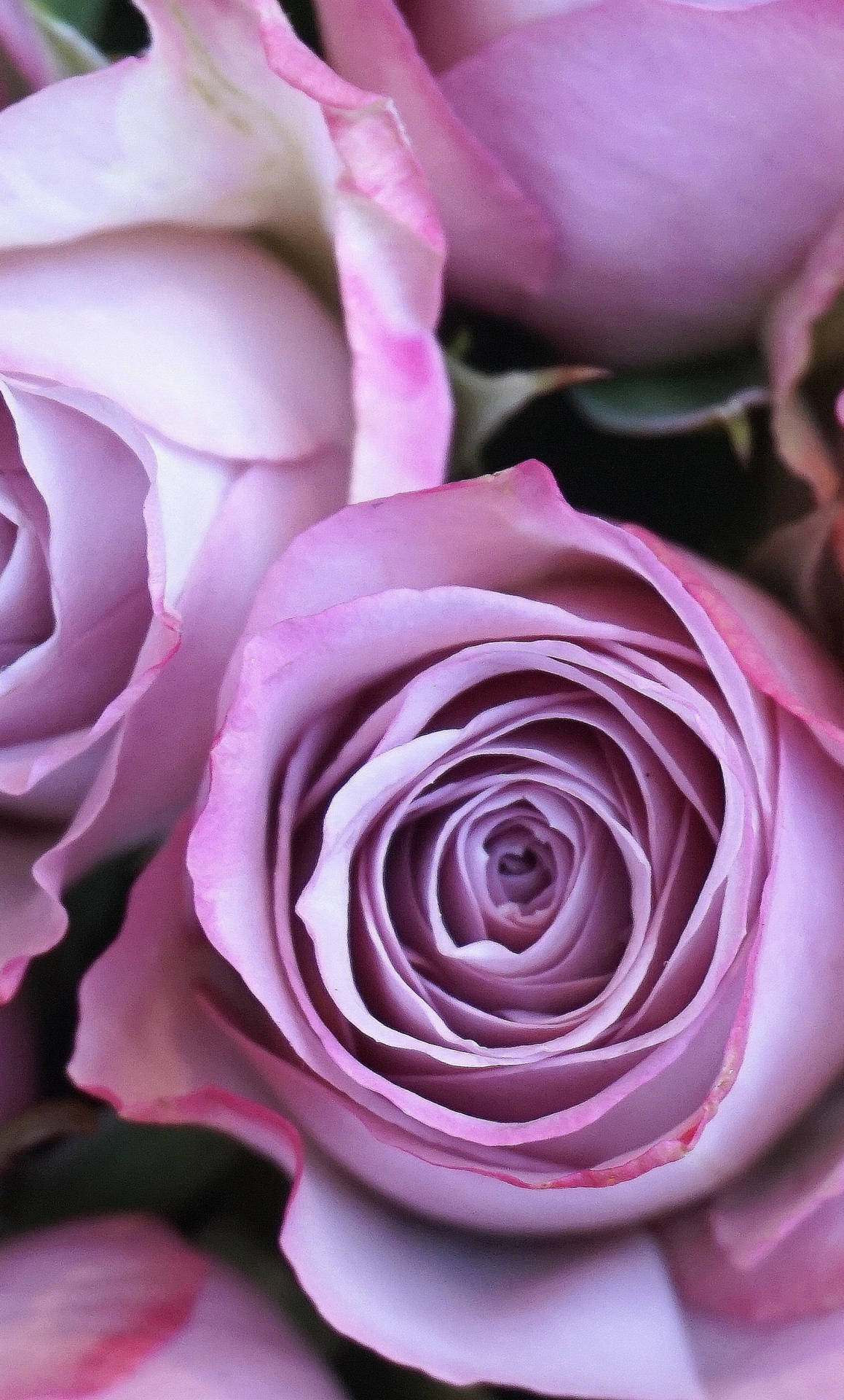 A Close Up Of A Bunch Of Purple Roses Background