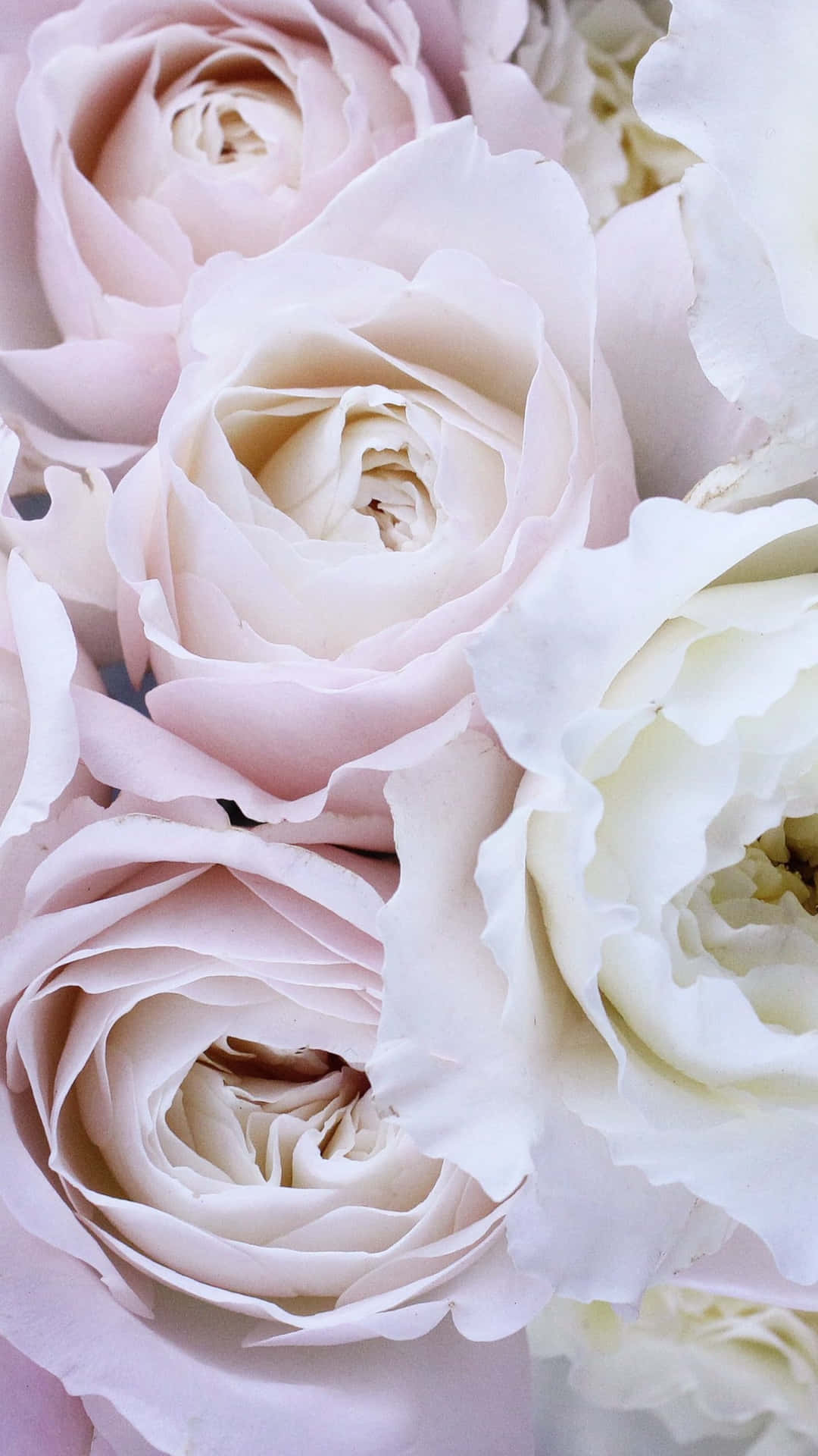 A Close Up Of A Bunch Of White And Pink Roses