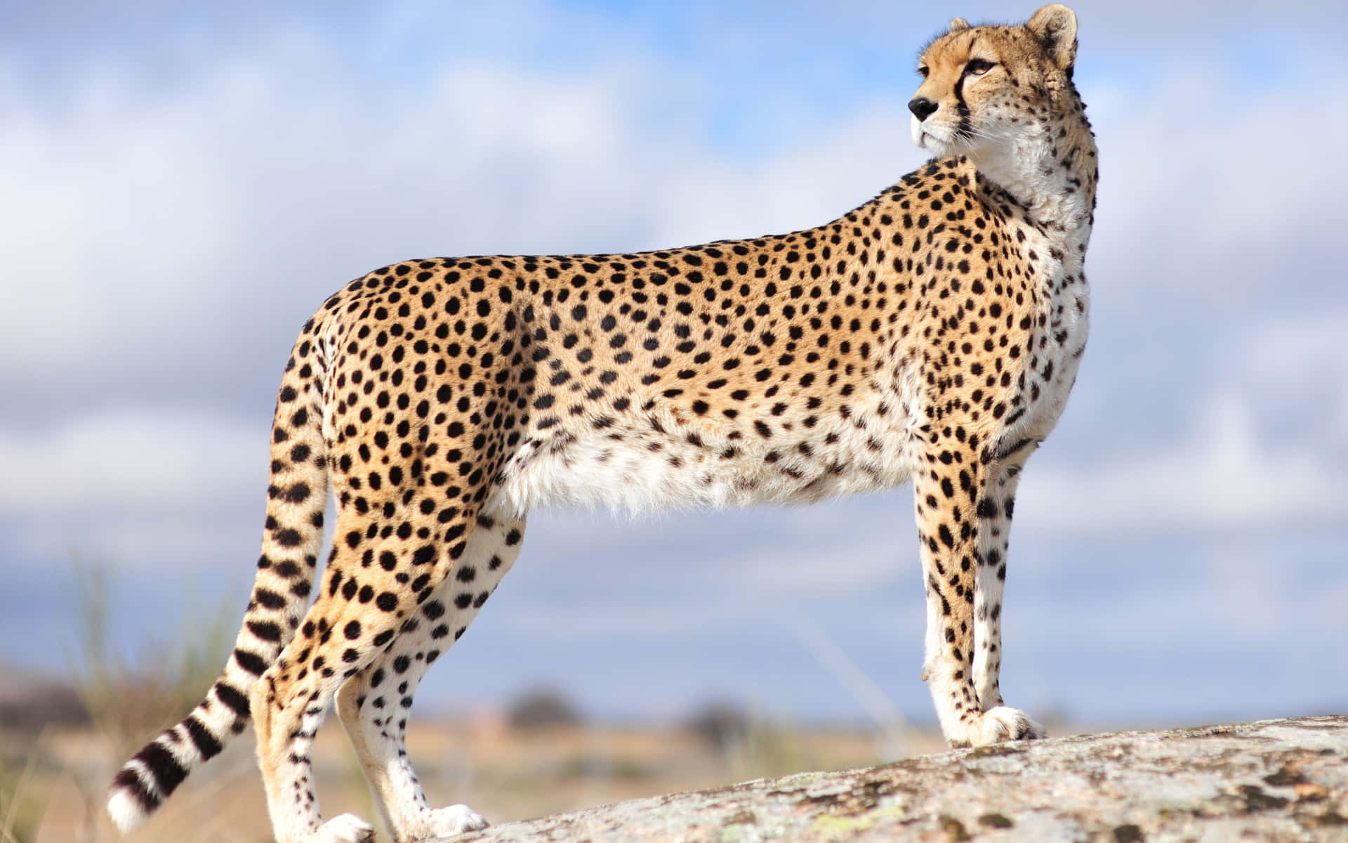 A Close-up Of A Cheetah At Sunrise Background