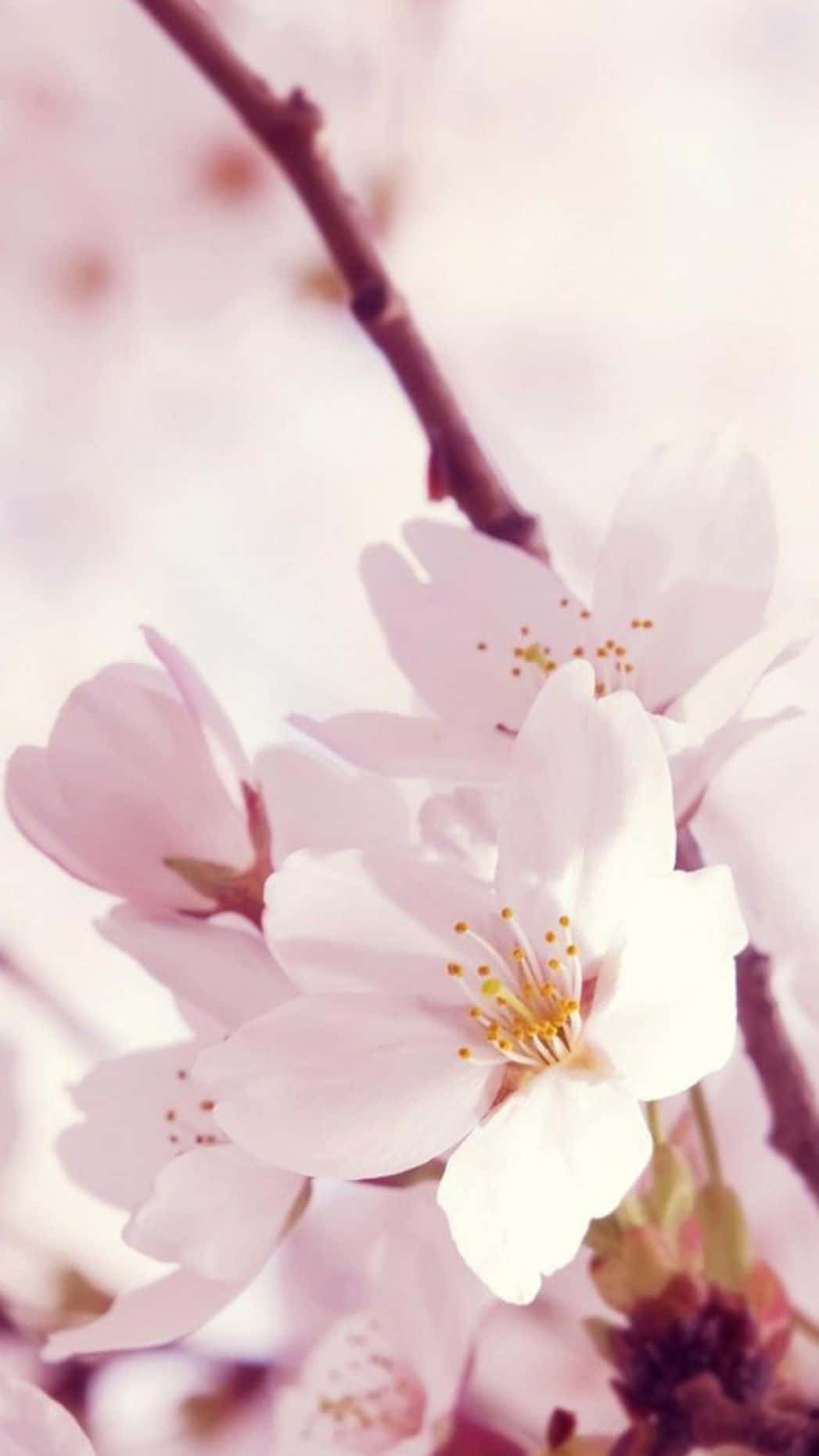 A Close Up Of A Cherry Blossom Background