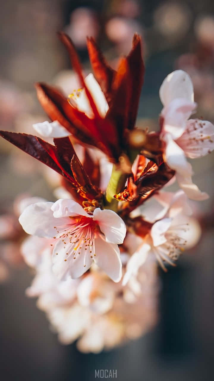 A Close Up Of A Cherry Blossom Background