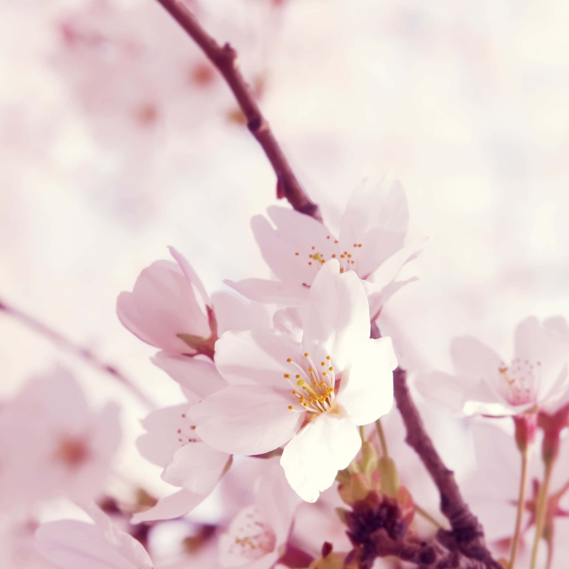 A Close Up Of A Cherry Blossom Tree Background