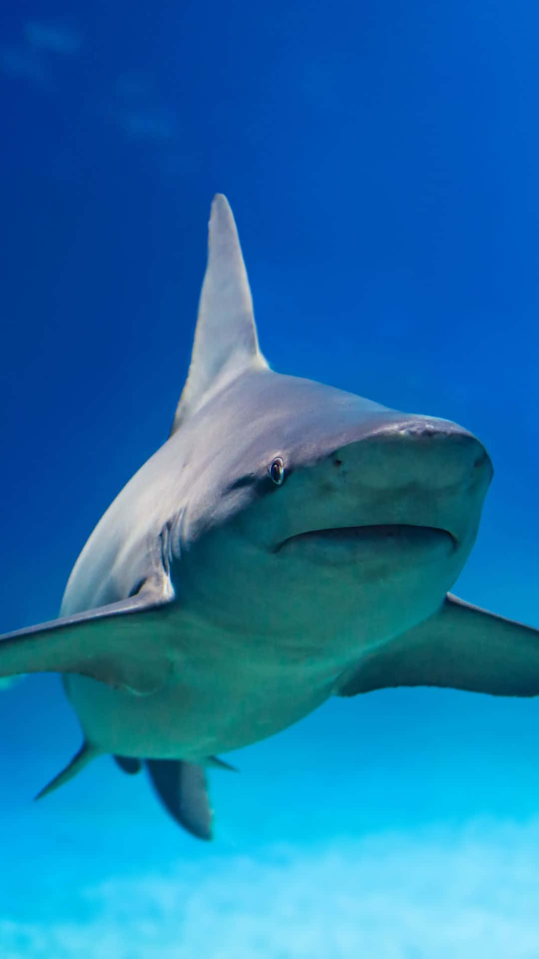 A Close Up Of A Cool Shark Background