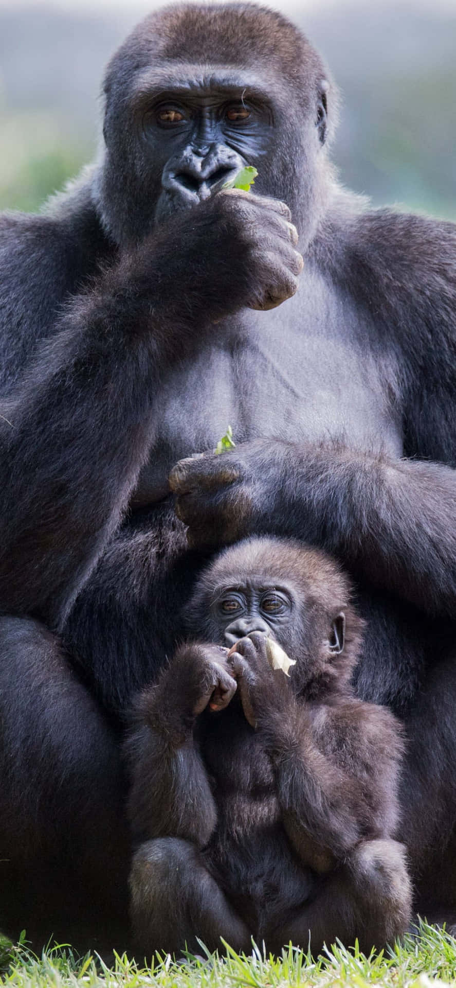 A Close-up Of A Cute Gorilla With A Cheeky Smile Background