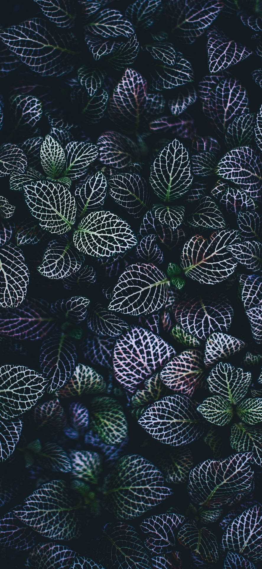 A Close Up Of A Dark Green Plant Background