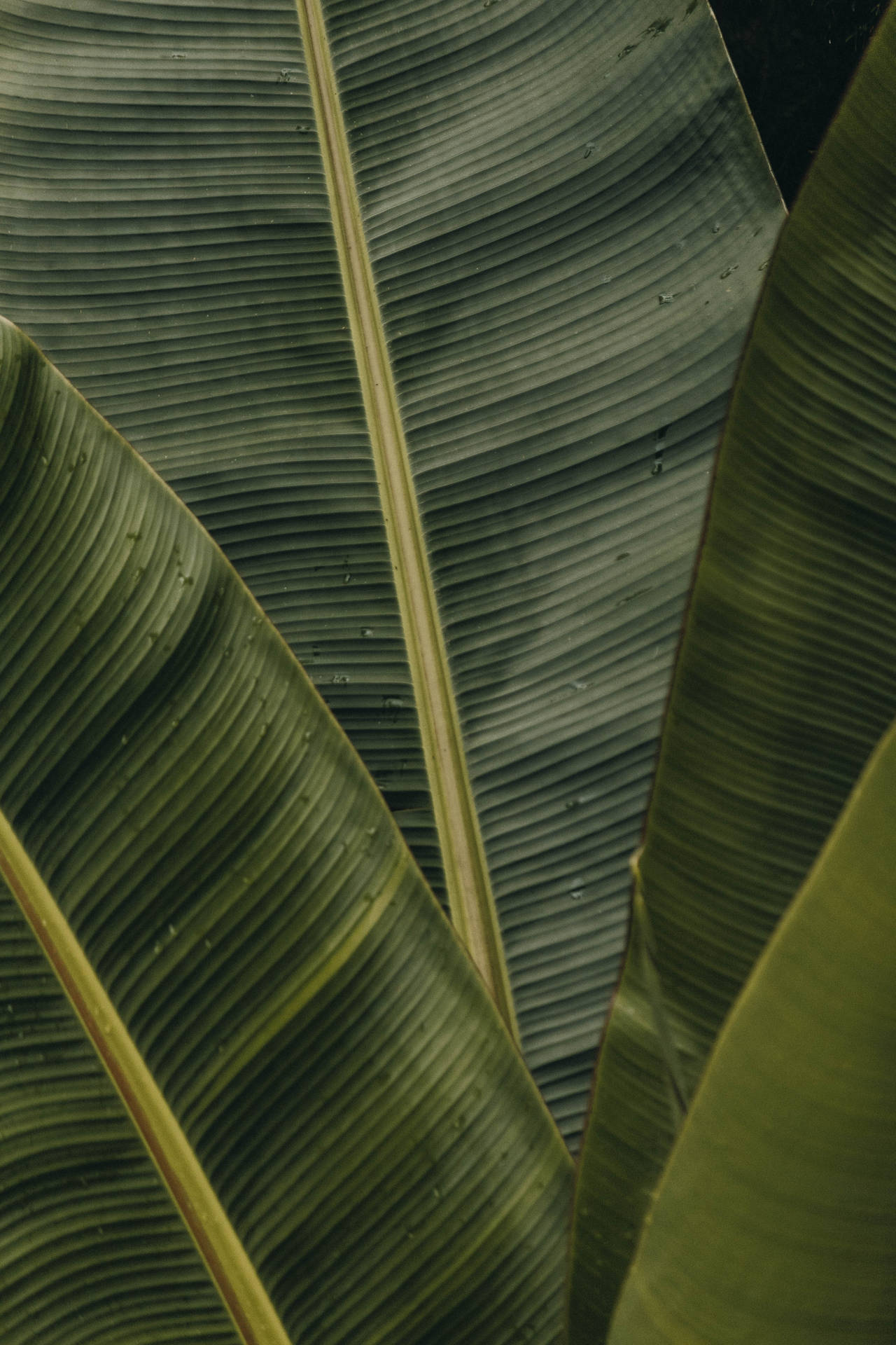 A Close-up Of A Fresh Green Banana Leaf Background