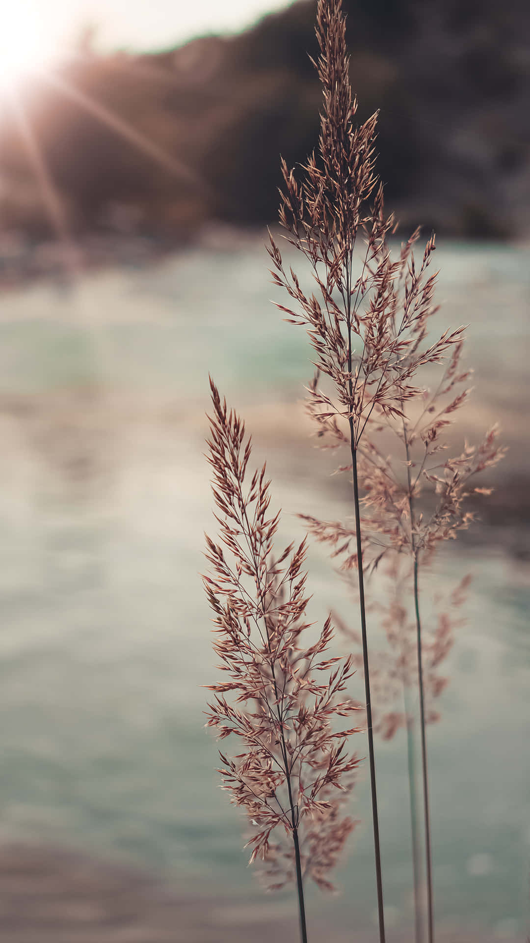 A Close Up Of A Grass Plant In Front Of A Lake Background