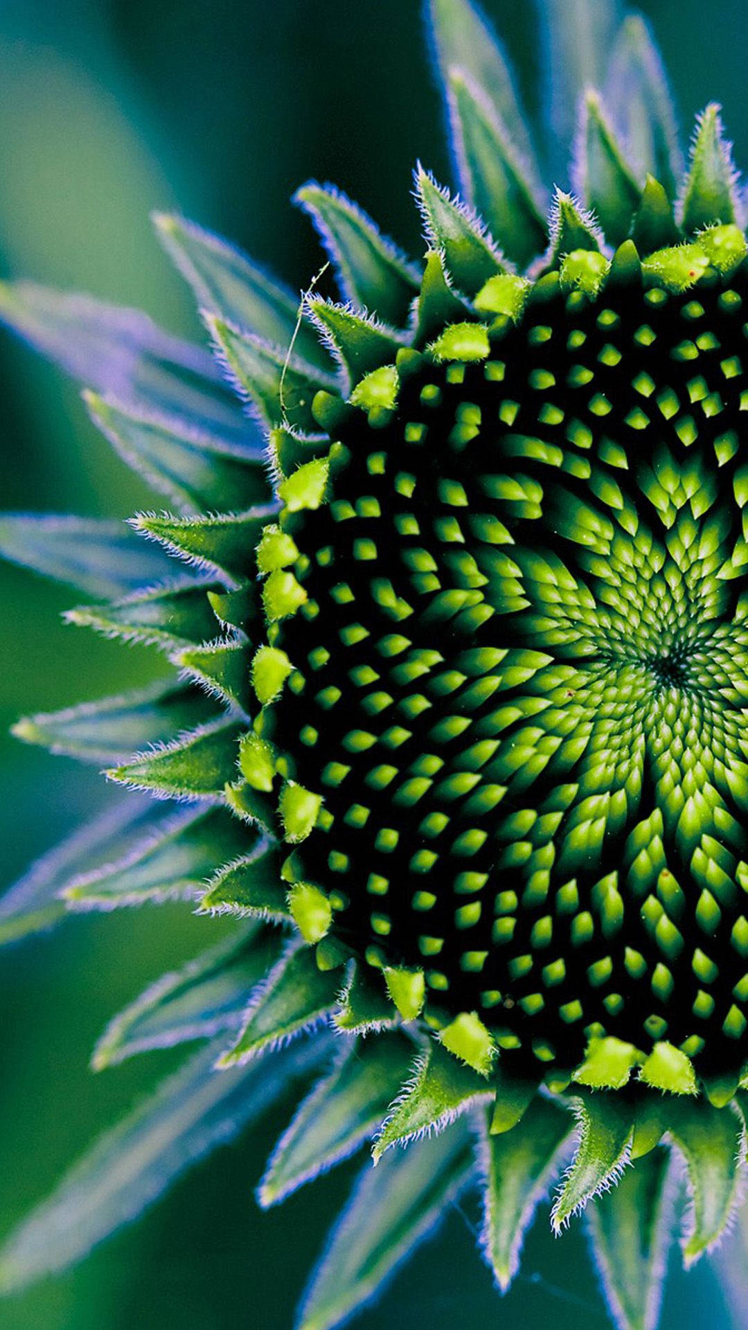 A Close Up Of A Green Flower