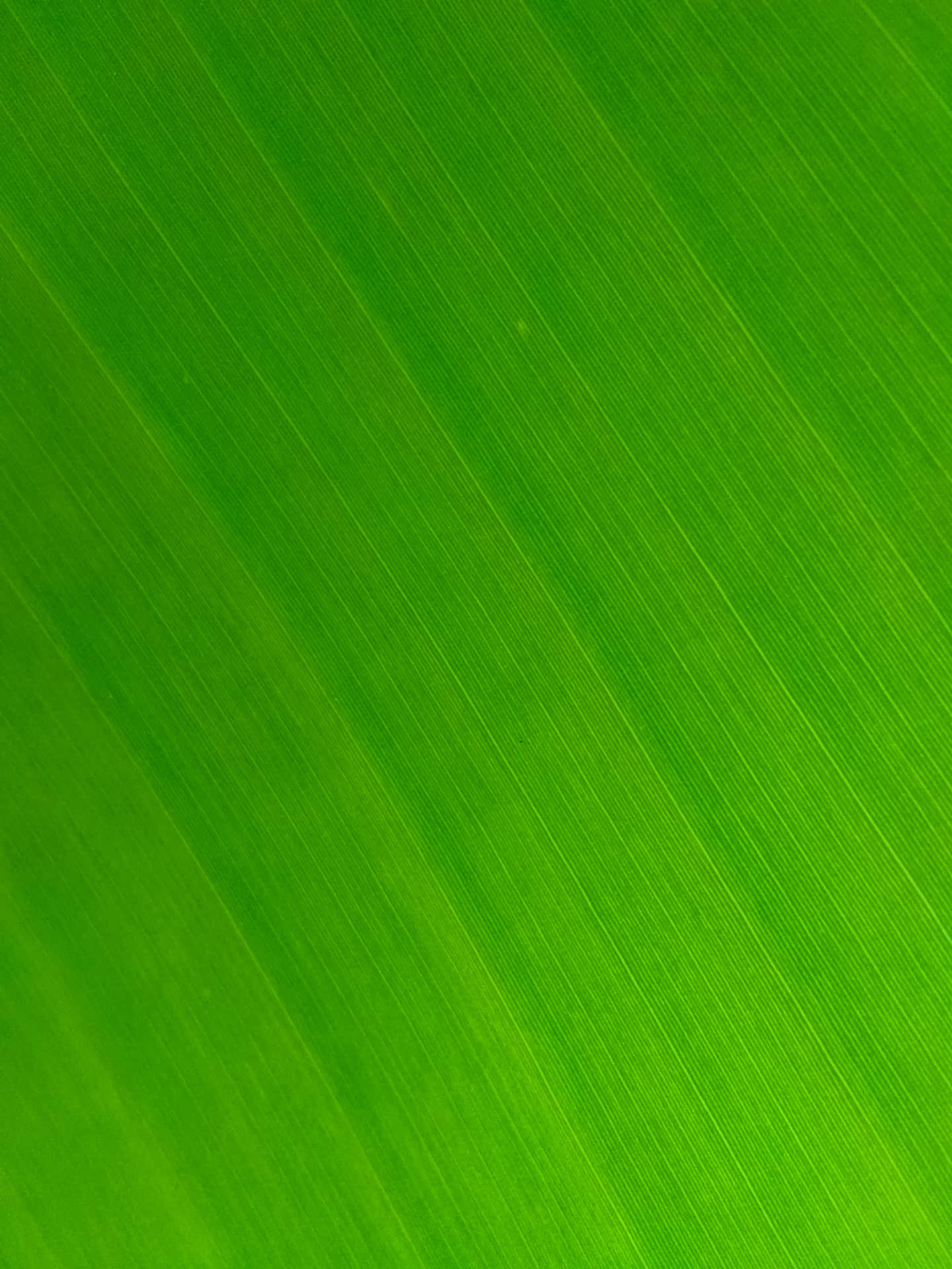 A Close Up Of A Green Leaf Background