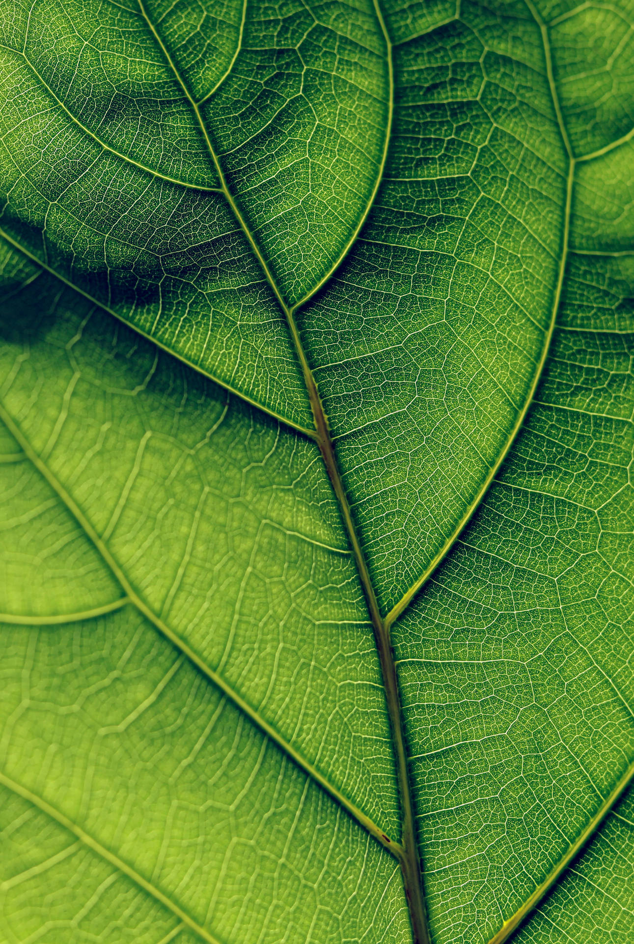 A Close-up Of A Leaf In Lush Green Tones Background