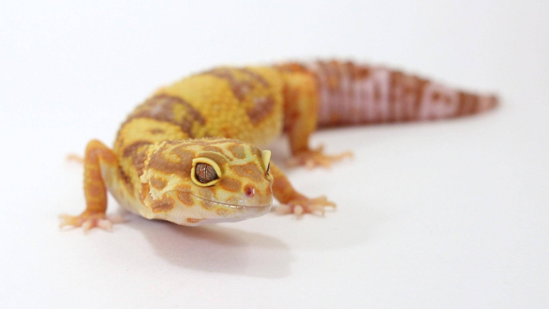 A Close-up Of A Leopard Gecko Found In The Wild Background