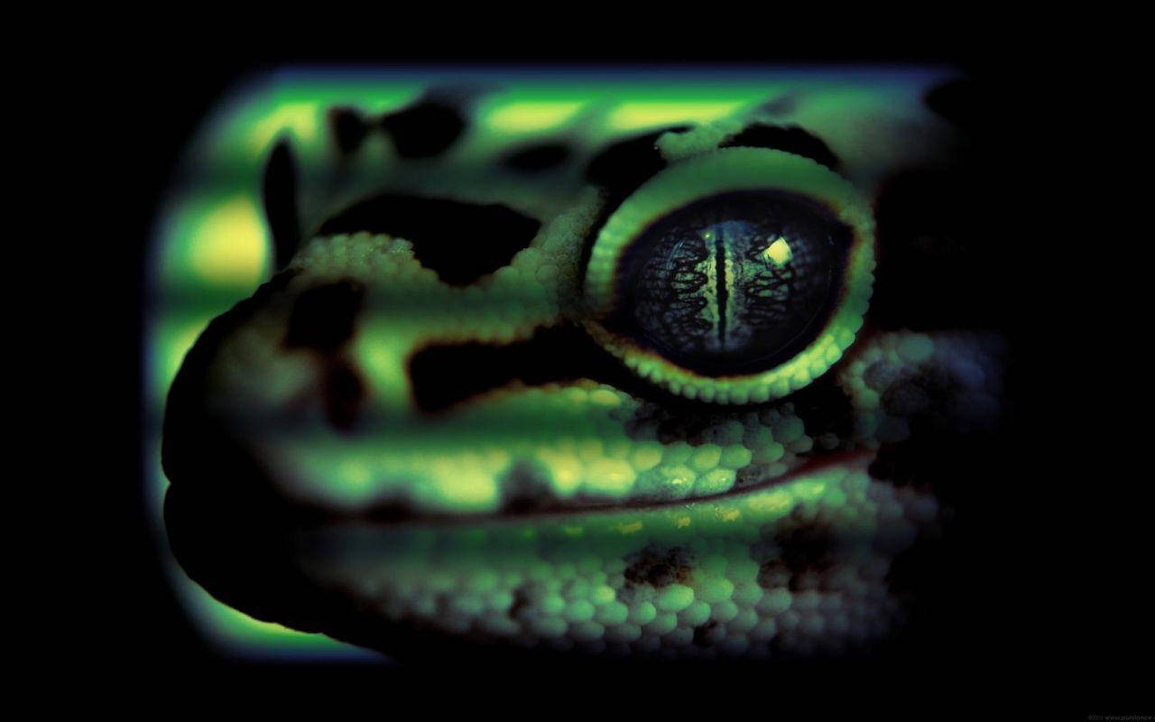 A Close-up Of A Leopard Gecko Background