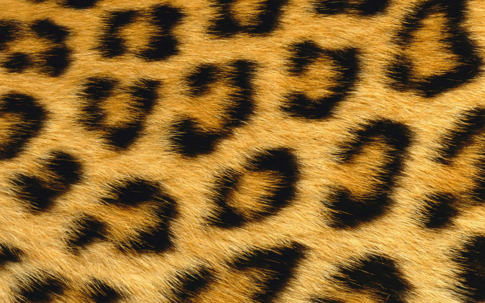 A Close Up Of A Leopard Print Background