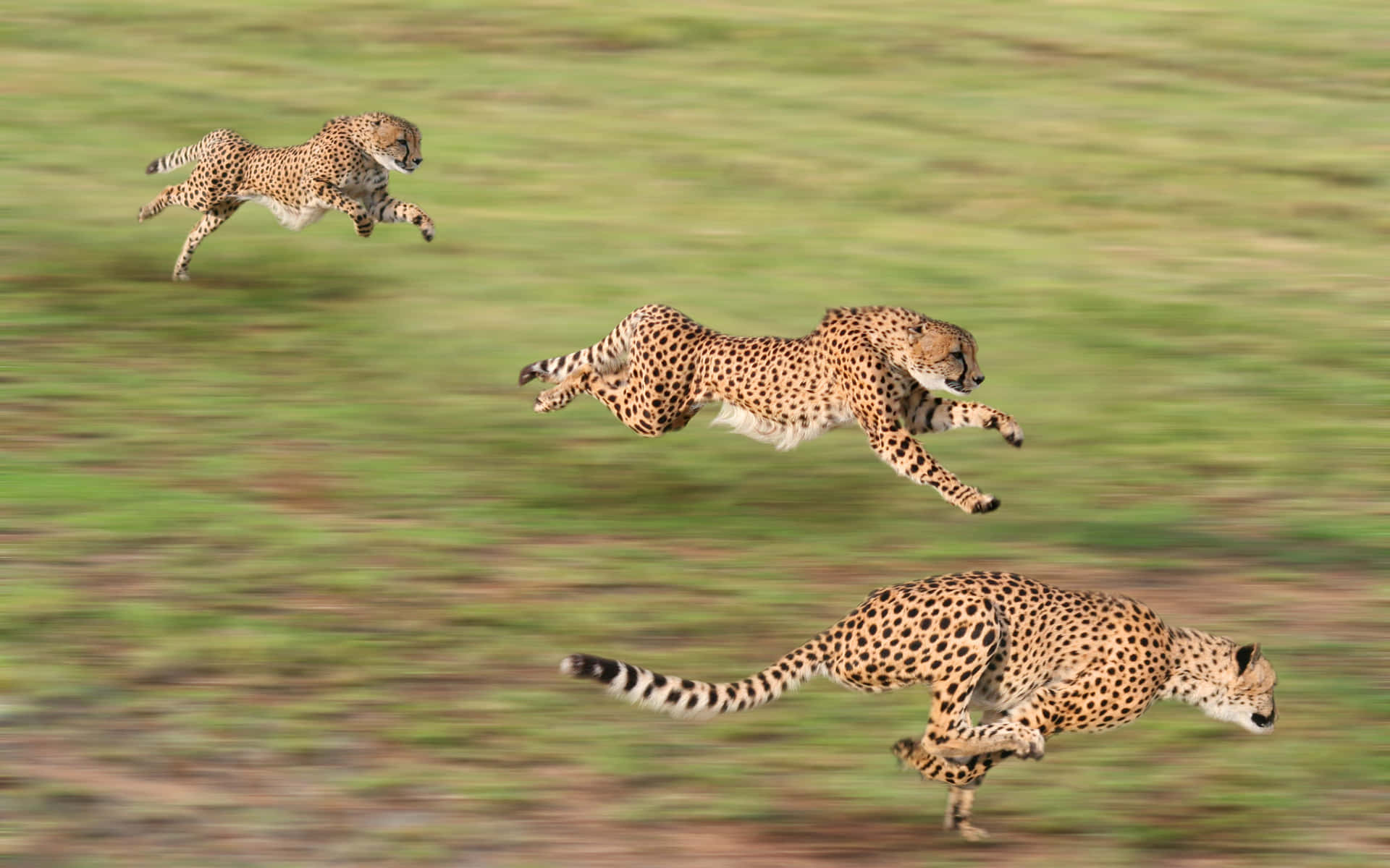 A Close-up Of A Majestic Cheetah Looking Right At The Camera Background