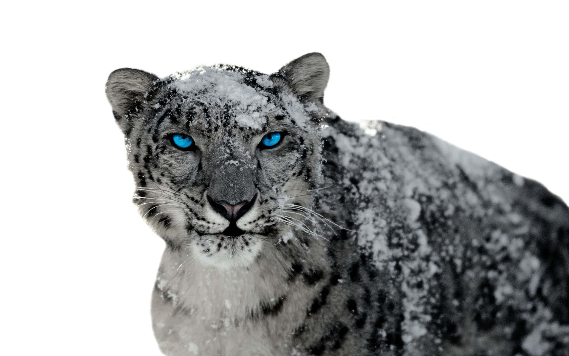 A Close-up Of A Majestic Snow Leopard Background