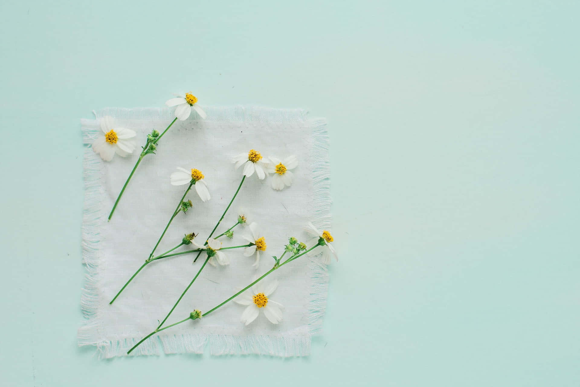 A Close Up Of A Minimalist Flower Background