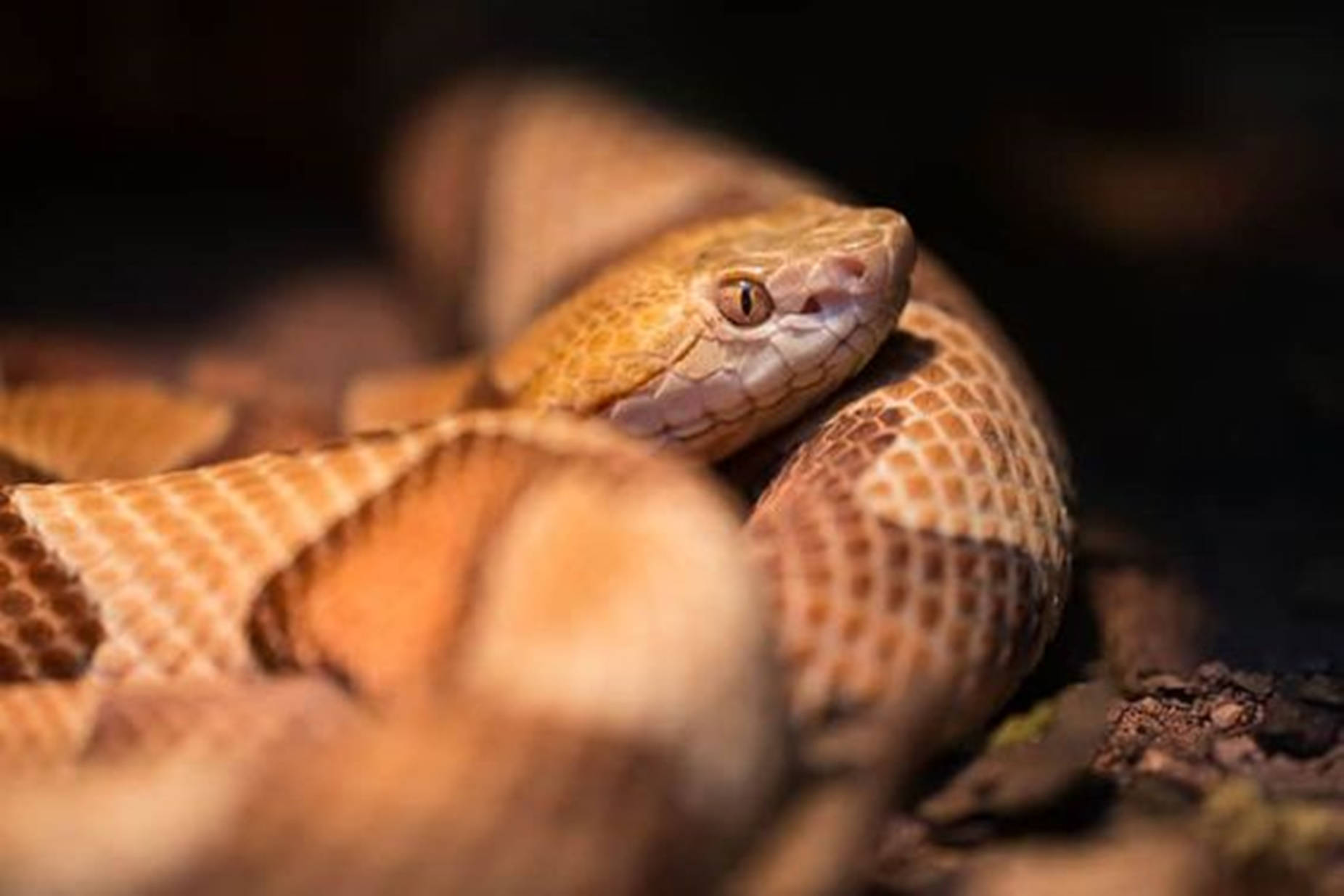 A Close-up Of A Northern Copperhead Viper Background