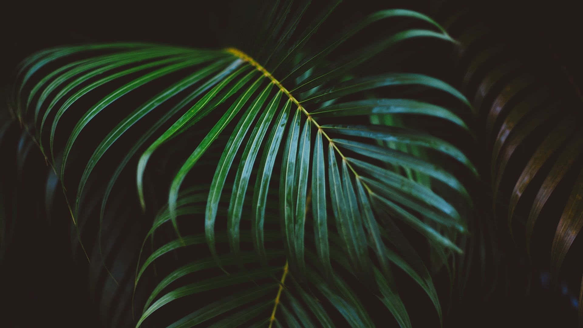 A Close Up Of A Palm Leaf