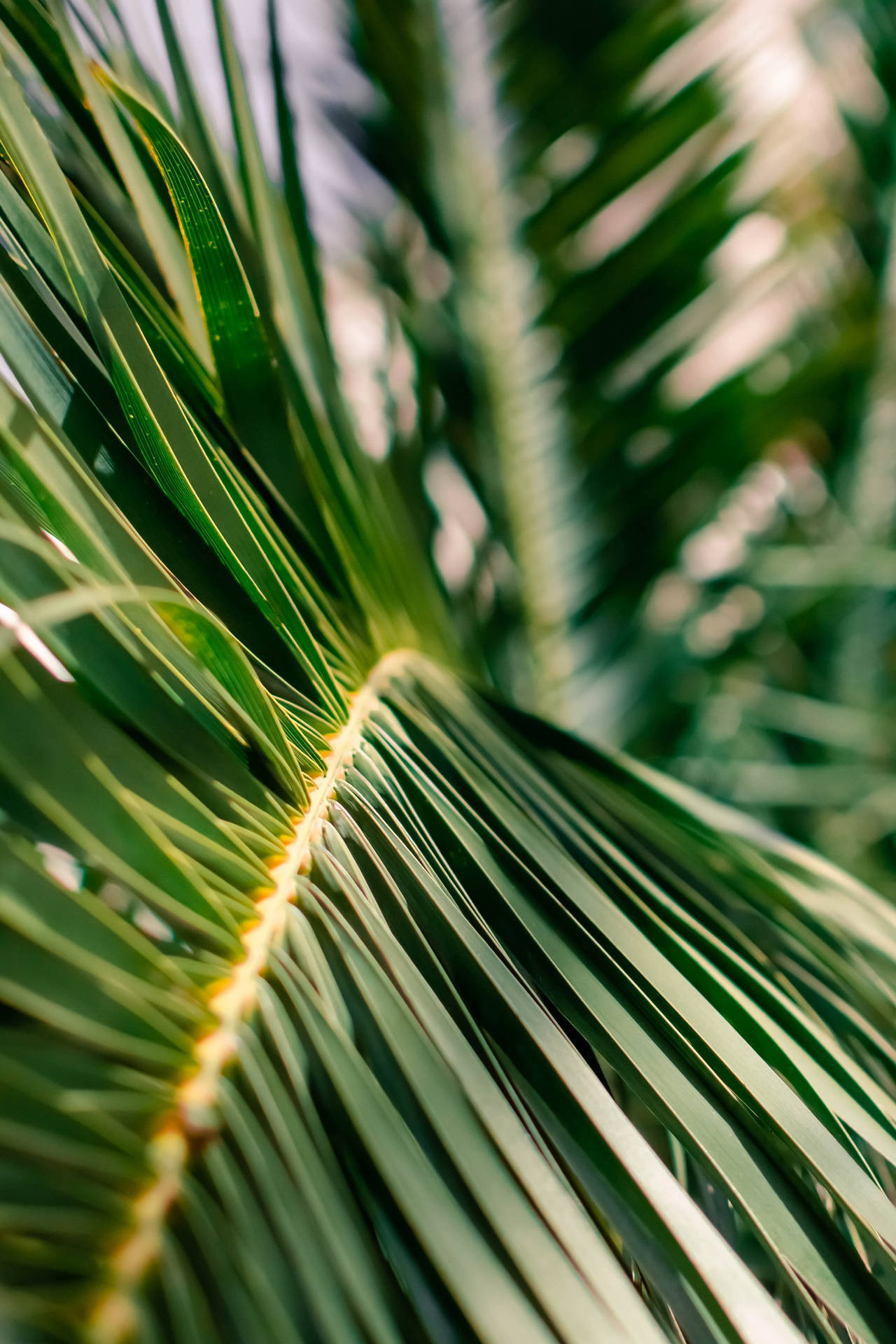 A Close Up Of A Palm Leaf Background