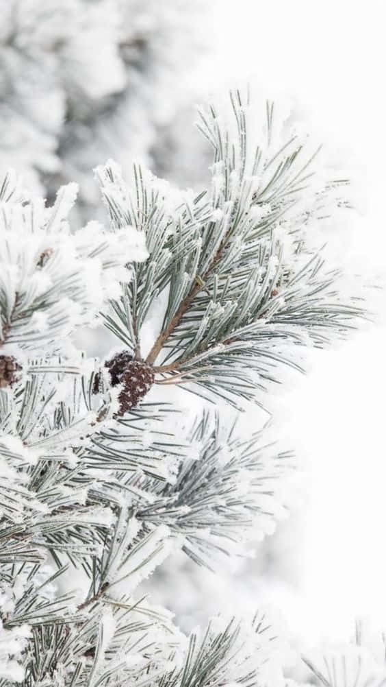 A Close Up Of A Pine Tree Covered In Snow Background