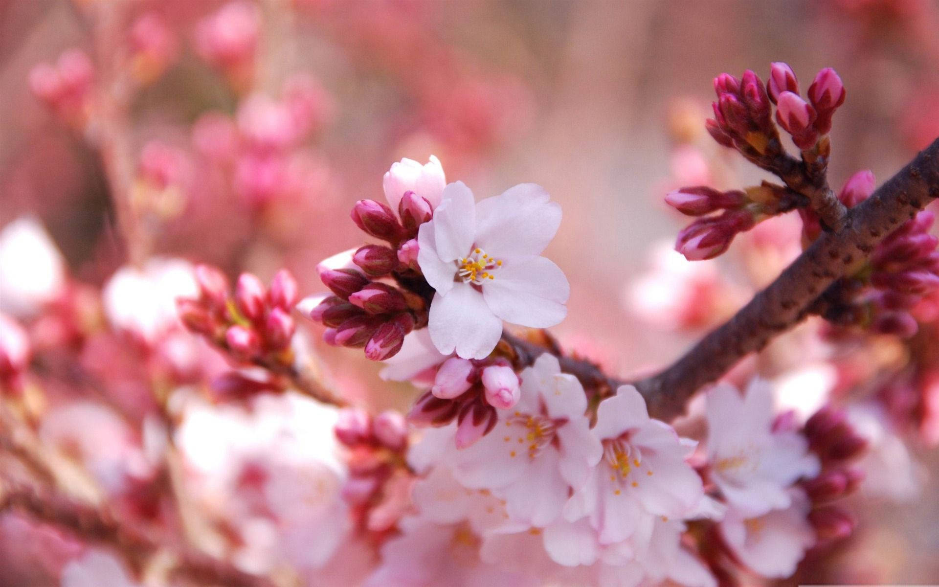 A Close Up Of A Pink Flower On A Branch Background