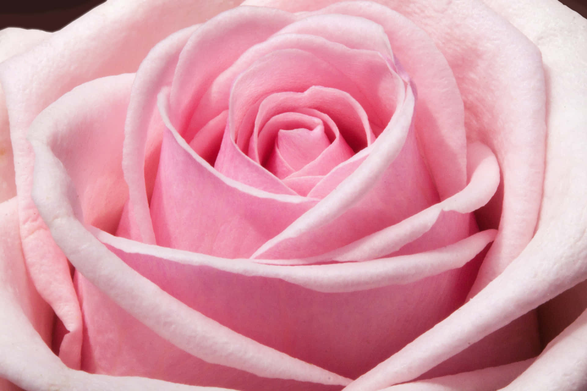 A Close Up Of A Pink Rose Background