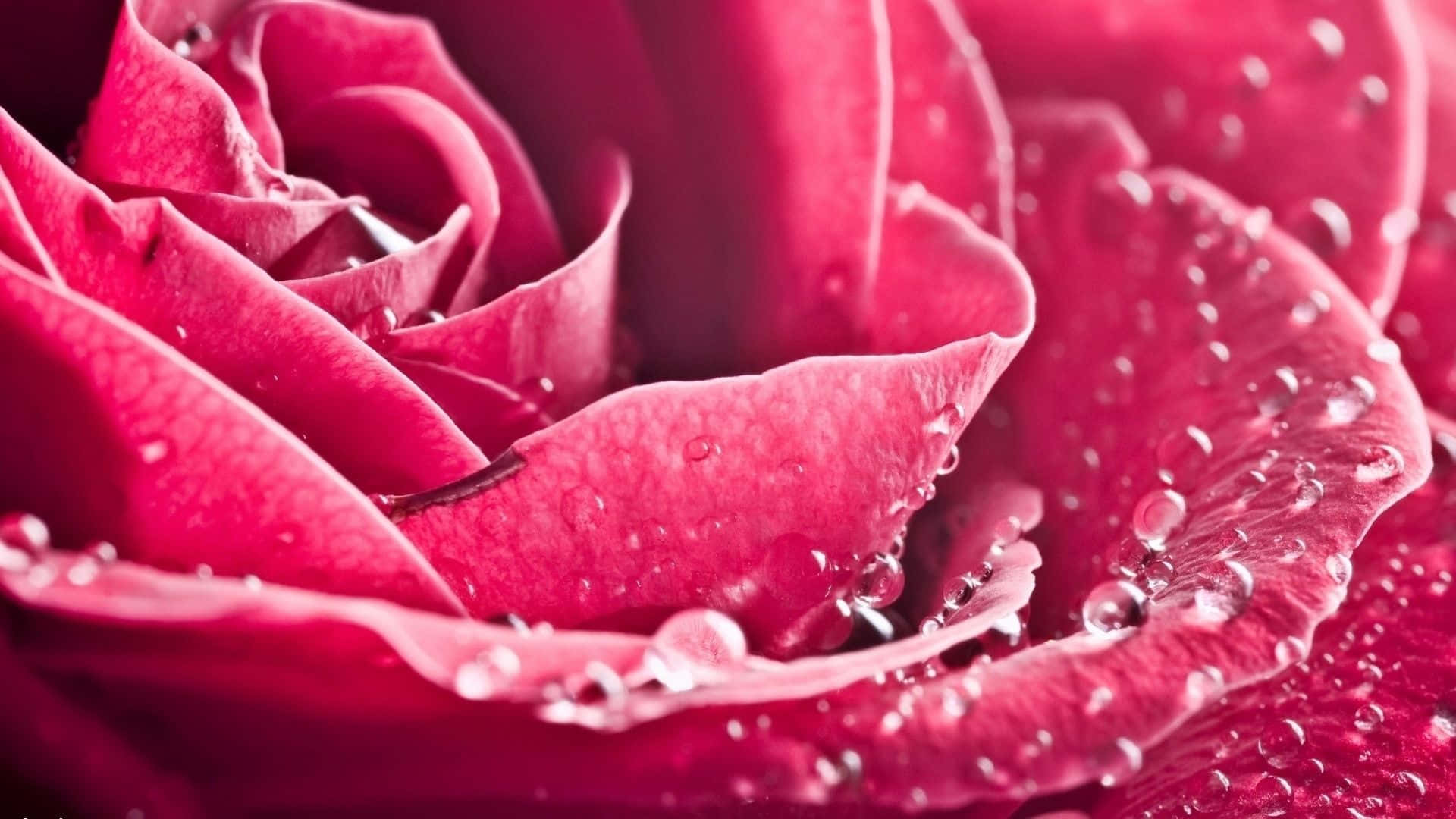 A Close Up Of A Pink Rose With Water Droplets