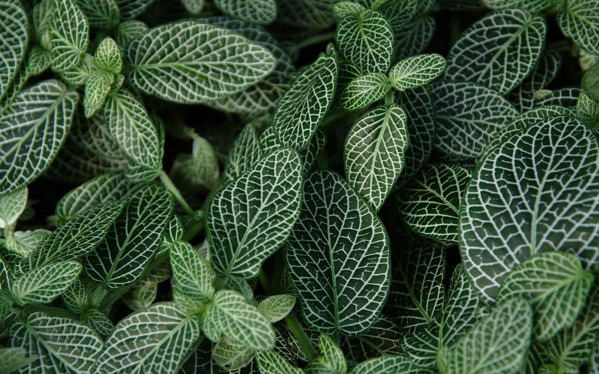 A Close Up Of A Plant With Green Leaves Background