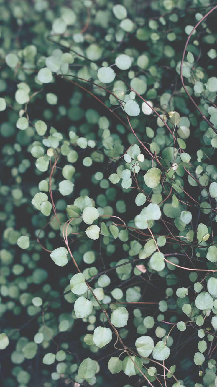 A Close Up Of A Plant With Leaves Background