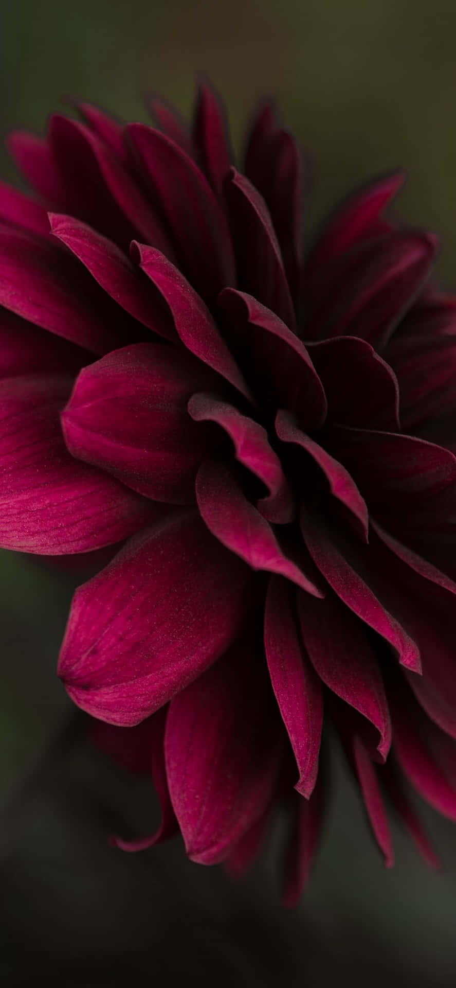 A Close Up Of A Purple Flower Background