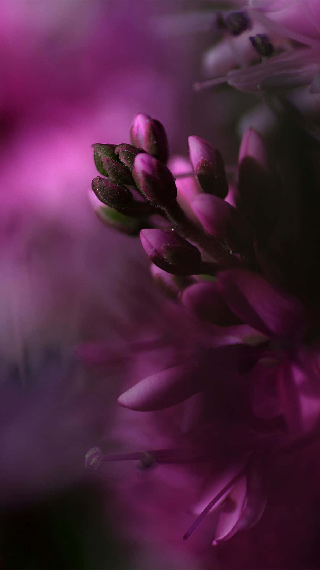 A Close Up Of A Purple Flower Background