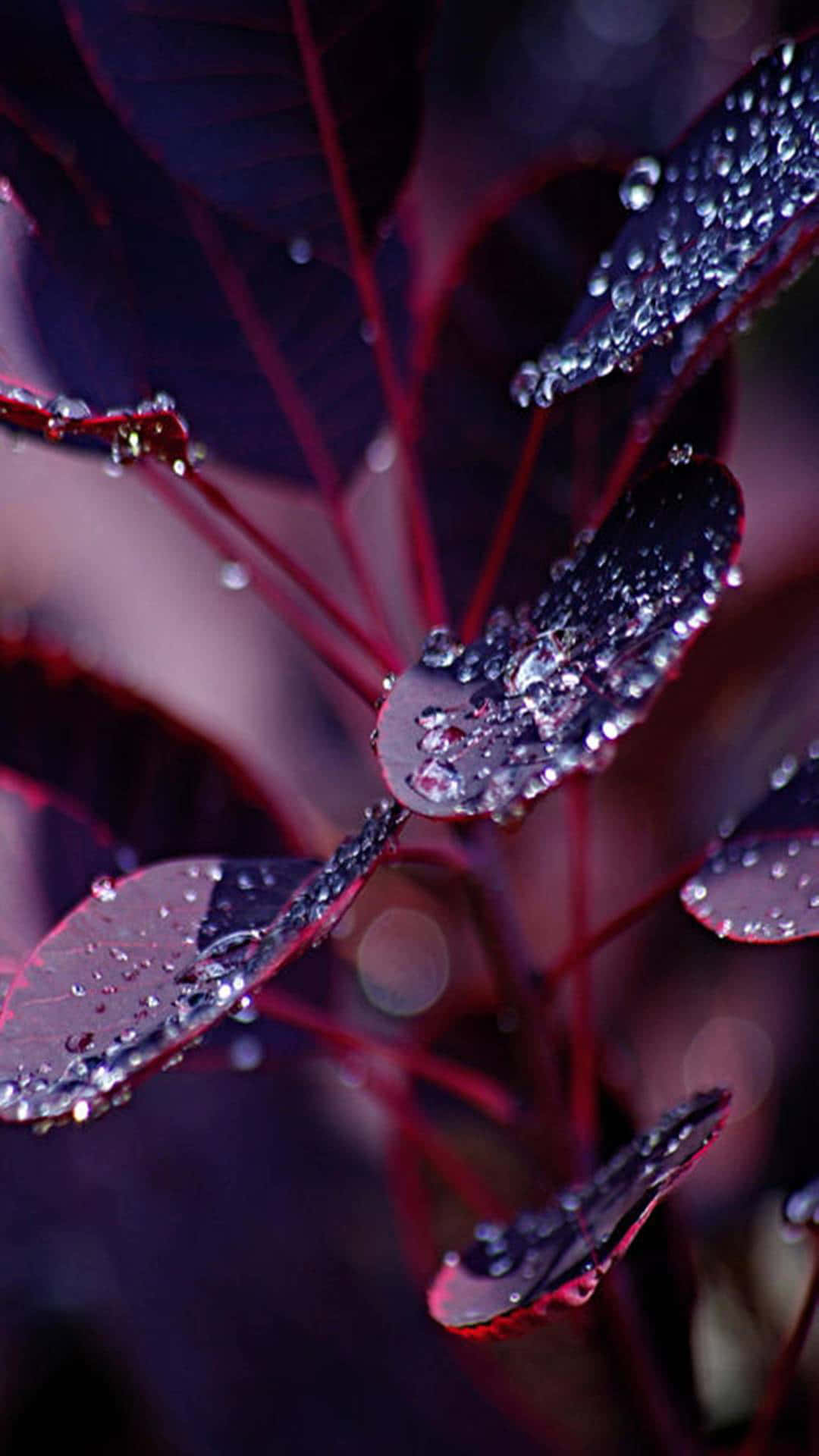 A Close Up Of A Purple Leaf With Water Droplets Background