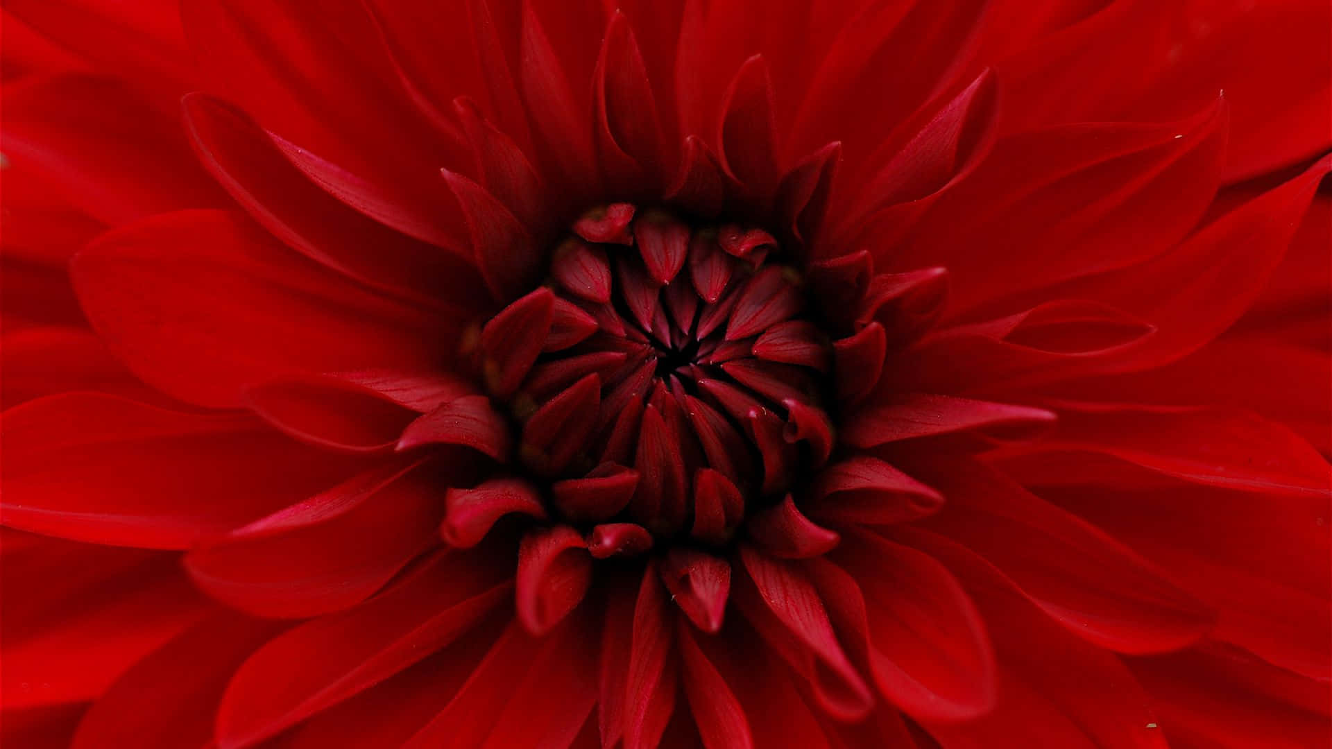 A Close Up Of A Red Flower