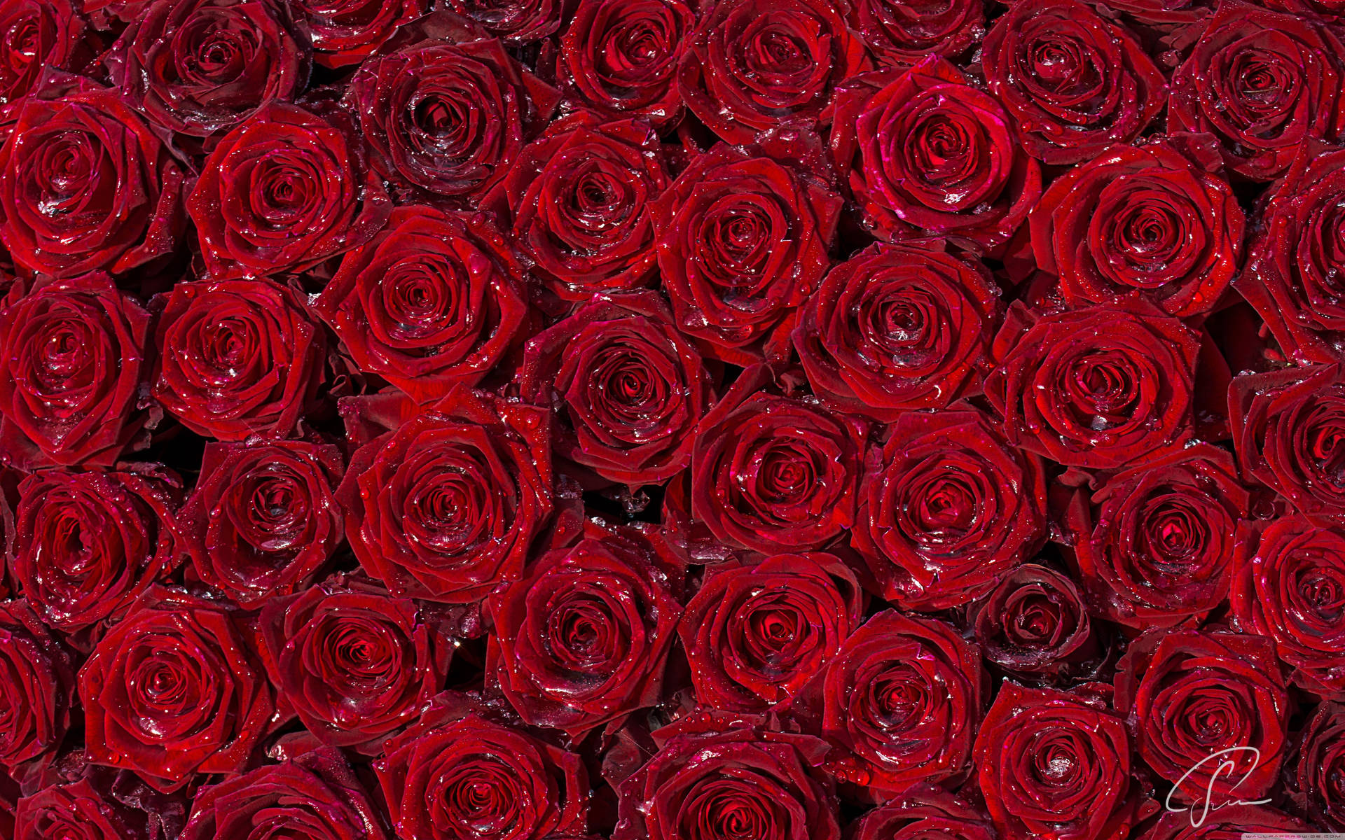 A Close Up Of A Red Rose Bouquet Background