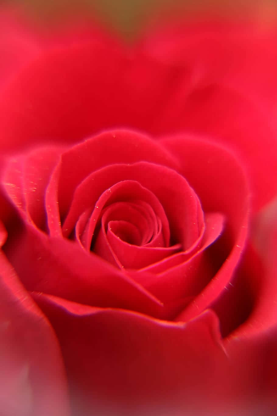 A Close Up Of A Red Rose Background