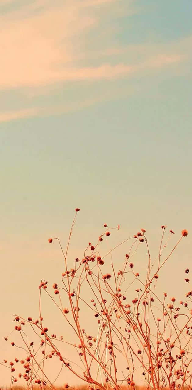 A Close-up Of A Single Beautiful Flower Background