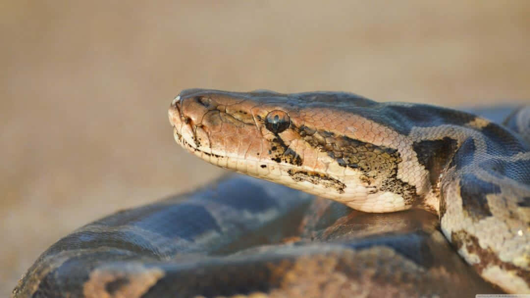 A Close Up Of A Snake With Its Head Up Background