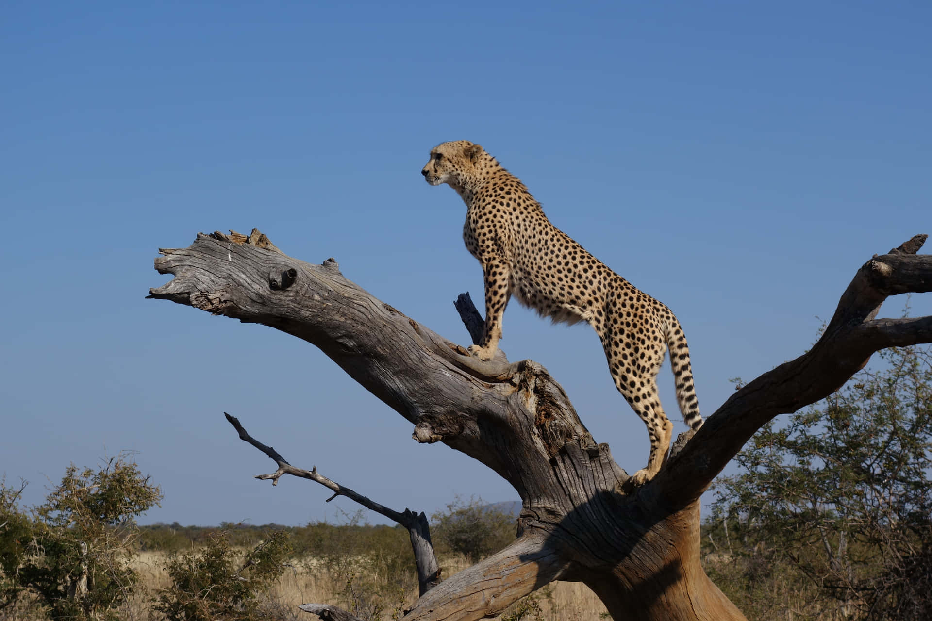 A Close-up Of A Stunning Cheetah Prowling Through The Savannah. Background