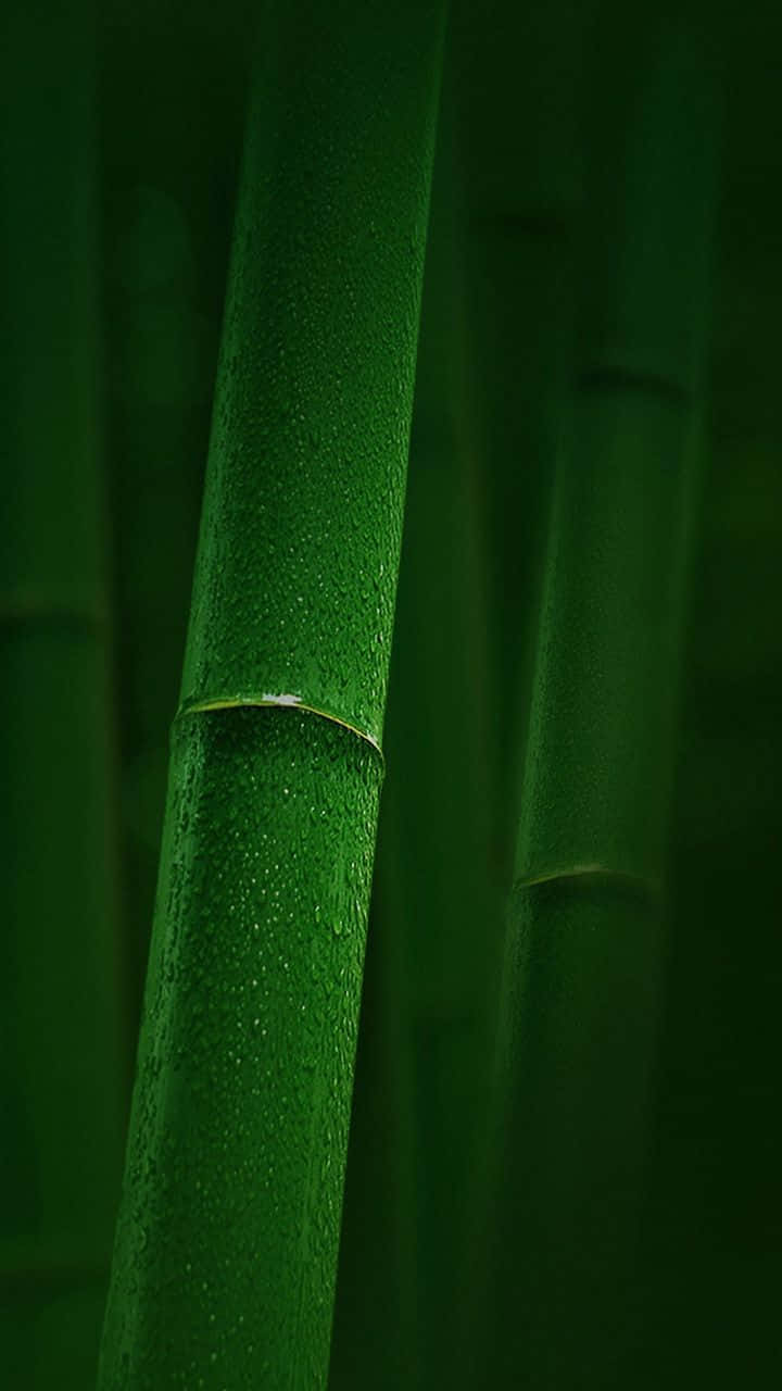 A Close-up Of A Tall Bamboo Plant Background