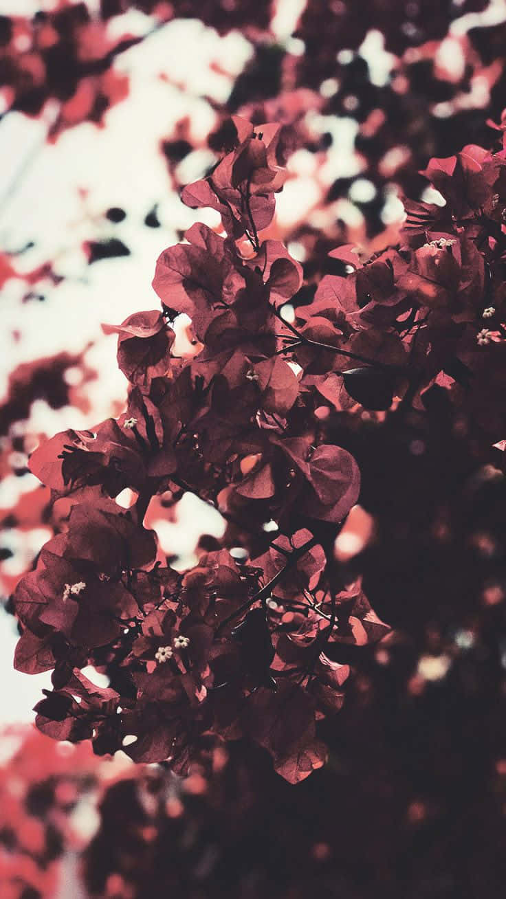 A Close Up Of A Tree With Red Flowers Background