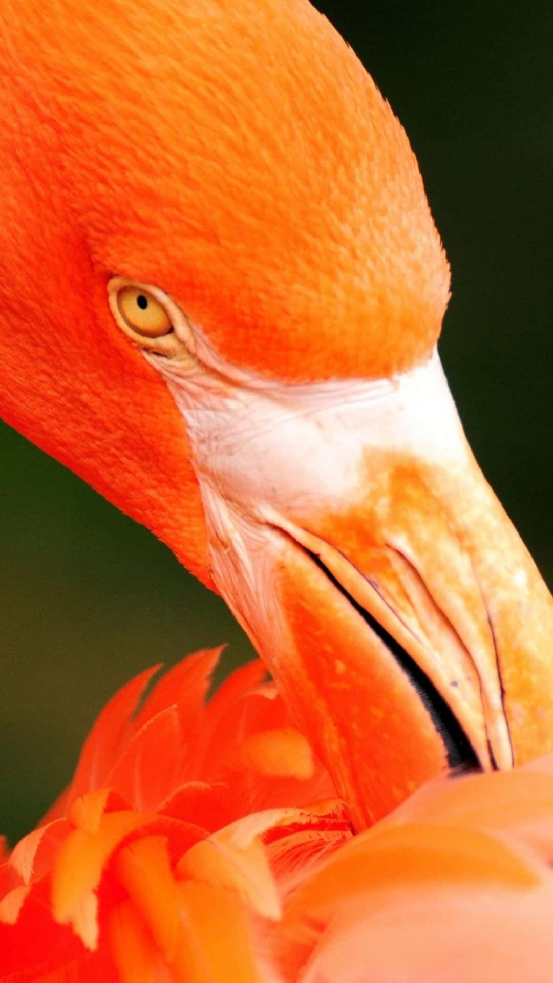 A Close Up Of A Vibrant Pink Flamingo Glimmering In The Summer Sun Background