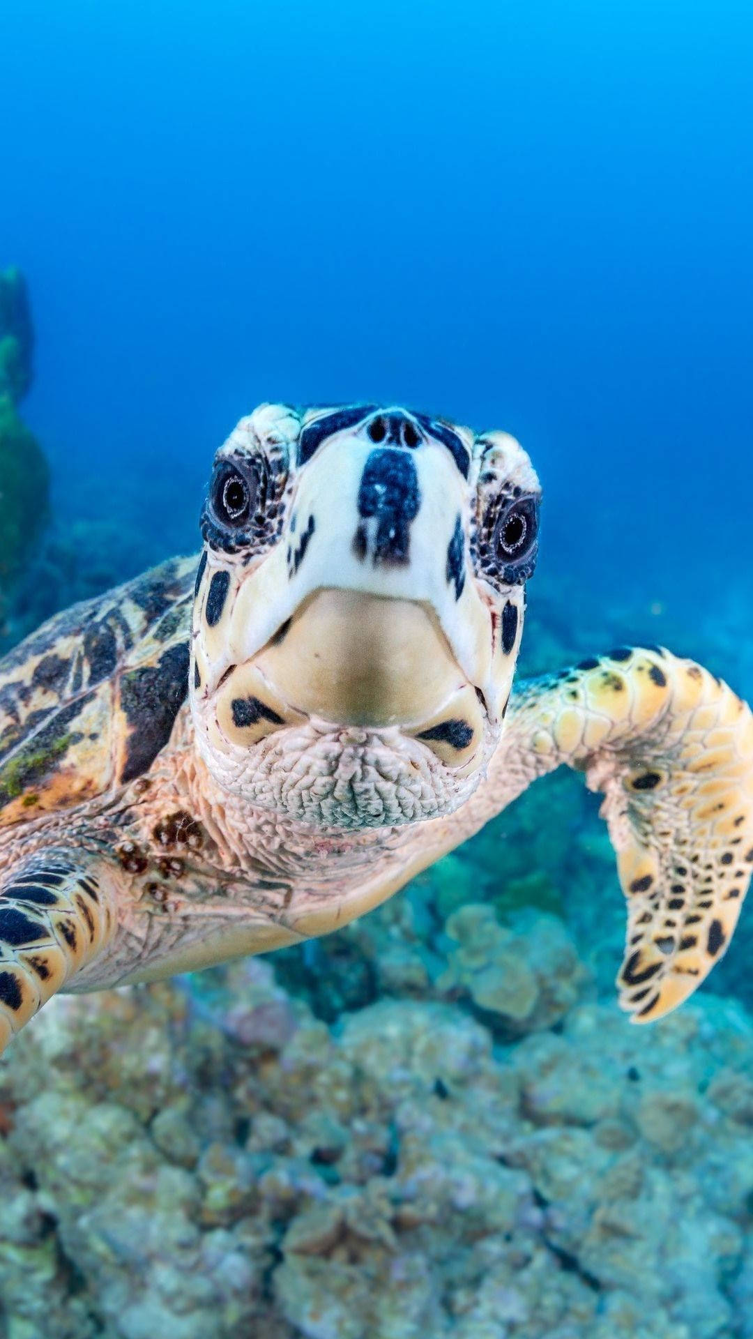 A Close-up Of An Adorable Sea Turtle Gliding Through The Ocean Background