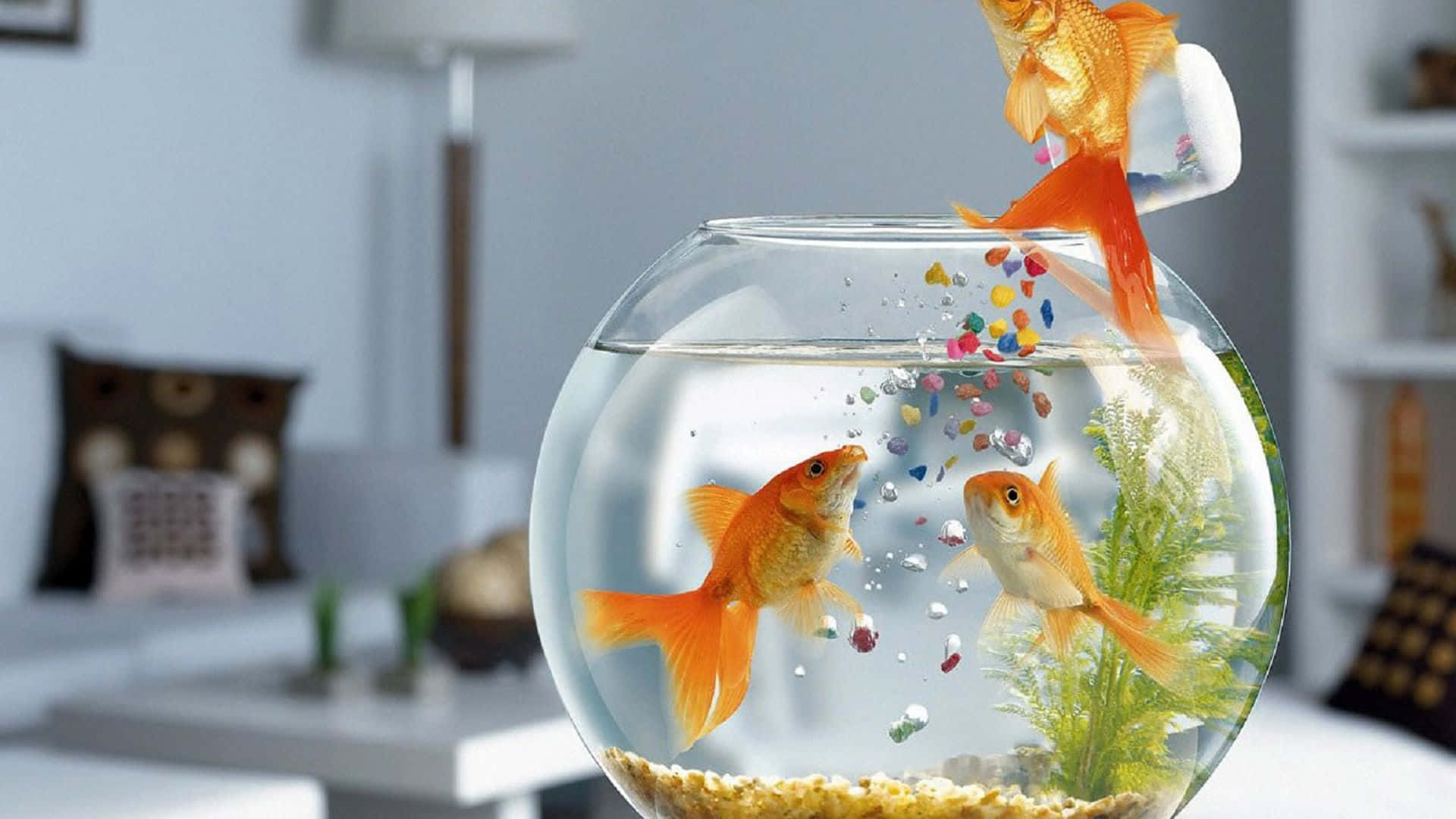 A Close-up Of An Exotic Fish Background