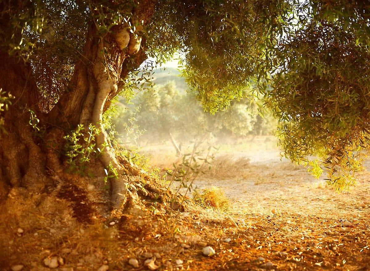 A Close-up Of An Olive Tree In A Sunlit Field Background