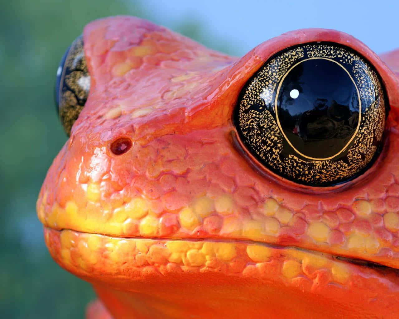 A Close Up Of An Orange Frog With Black Eyes